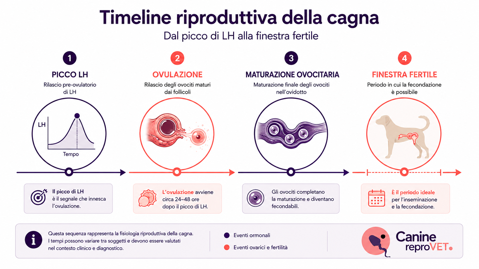 Timeline riproduttiva della cagna dal picco di LH alla finestra fertile