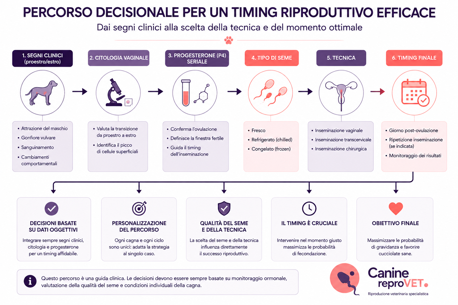 Diagramma decisionale del timing riproduttivo della cagna: segni clinici, citologia, progesterone seriale, tipo di seme, tecnica e timing finale.